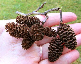 Alder Cone- 50 Pieces Mini pinecones