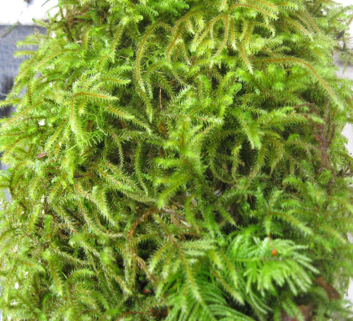 free download sheet moss