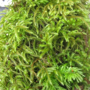 Sheet Moss 1 Gallon Bag. Live Moss, sheet moss, live sheet moss, green sheet moss, live moss
