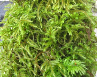 Sheet Moss 1 Gallon Bag. Live Moss, sheet moss, live sheet moss, green sheet moss, live moss