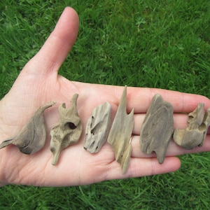 5 Assorted Beautiful Pieces of Driftwood 1 to 3 inches for driftwood JEWELRY, or can be used for driftwood necklaces or tiny terrariums