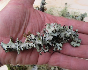Mini Lichen Branches 1-Gallon bag