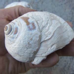 May include: A white seashell with a brown and white spiral pattern. The shell has a rough, textured surface.