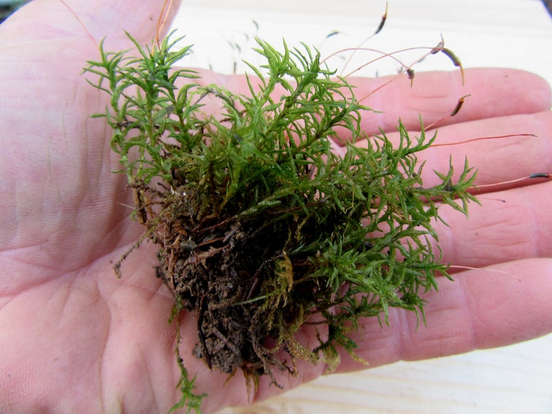 Hair Cap Moss 1quart Bag Etsy