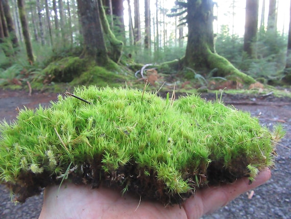 Live Mood Moss/ Choose Your Size/ Healthy Green Moss for Terrarium