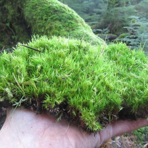 May include: A close-up of a hand holding a clump of vibrant green moss. The moss is soft and lush, with a slightly textured surface.