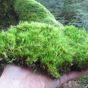 Mood Moss, 1 Gallon Bag, Live moss, Great for Terrariums & Weddings! Curly Mood, Sheet moss, live sheet moss, green sheet moss, live moss