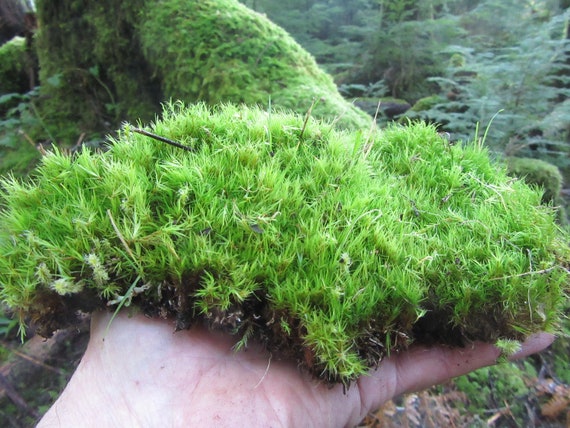 Mood Moss, 1 quart bag, Live moss, Great for Terrariums & Weddings! Curly Mood, Sheet moss, live sheet moss, green sheet moss, live moss