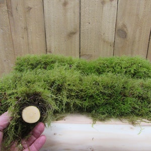 May include: A close-up of a bundle of preserved green moss, with a wooden base visible. The moss is arranged in a rectangular shape and appears to be soft and fluffy.