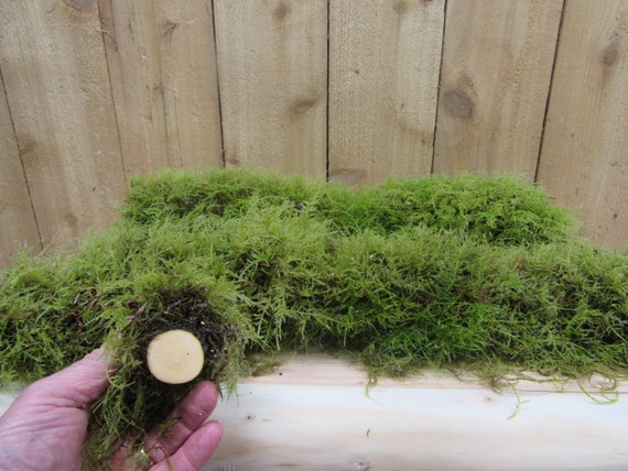 Live moss logs! 36 inches tall 4 logs in a case. Moss logs are so cool because live moss is growing on them!