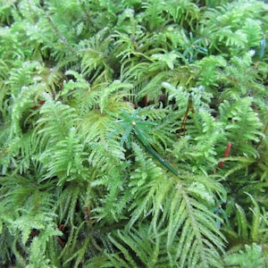 May include: A close-up of a patch of green moss with a star-shaped plant growing in the center.
