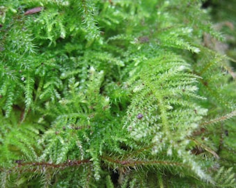 Moss Feather 1-quart bag Live Moss, Fresh moss Beautiful Green Fresh Feather Moss, Terrarium Moss, sheet moss, live sheet moss