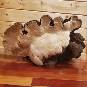 Extra Large Tree Conk! Rare and Beautiful 28- inch one-of-a-kind Tree Conk!