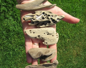 5 Assorted Beautiful Pieces of Driftwood average 2 to 4 inches for Terrariums