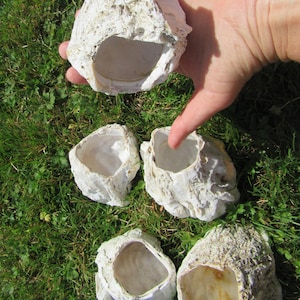 May include: Five white seashells with a rough, textured surface. Each shell has a hollow center, creating a natural bowl shape.