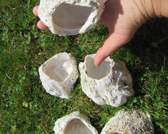 5 extra Large Barnacle Lot for Air Plant Holder, Planters without plants, sea shell, seaurchin,  or led candle holder.