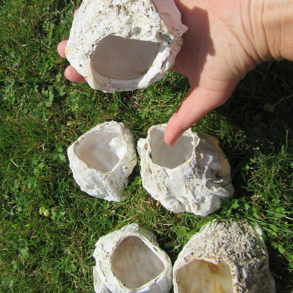 5 extra Large Barnacle Lot for Air Plant Holder, Planters without plants, sea shell, seaurchin,  or led candle holder.