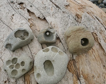 Holey rocks, Hag Stones 5 Rock Lot. What you see is what you get. For use in your aquarium, terrarium, or other.