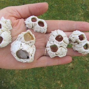 3 Small Double Barnacles 3 in a lot, these are all One of a Kind natural coral, seashell, sea urchin, Great on Driftwood Necklace hanger