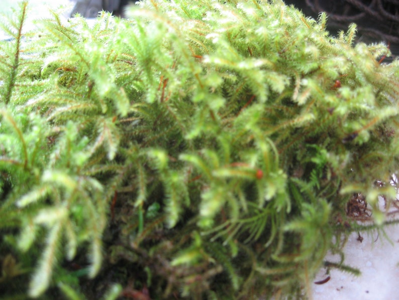 download free sheet moss
