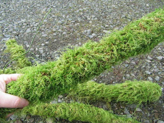 Live Moss For Sale - Guaranteed to grow, Low prices