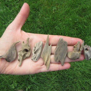 10 Assorted Beautiful Pieces of Driftwood 1" to 3 inches for driftwood JEWELRY, or can be used for driftwood necklaces or terrariums