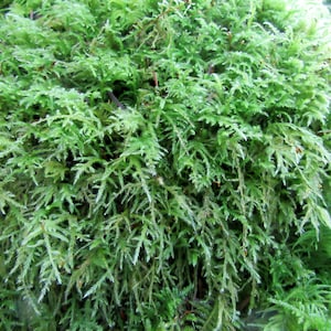 May include: A close-up of a patch of green moss. The moss is soft and fluffy, with a delicate texture. It is a natural, organic material that is often used in terrariums and other decorative applications.