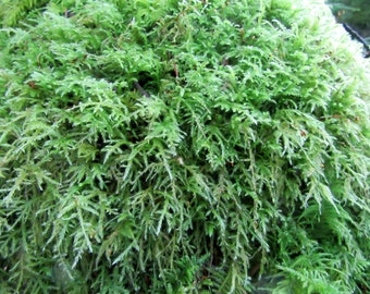 Moss Tree 1 Gallon Bag, Live Moss, Beautiful Green Fresh Tree, Sheet moss, live sheet moss, green sheet moss, live moss,