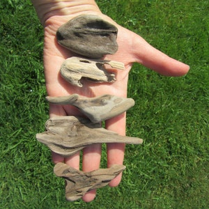 May include: A hand holding five pieces of driftwood. The driftwood is various shades of brown and gray. The driftwood is smooth and weathered.