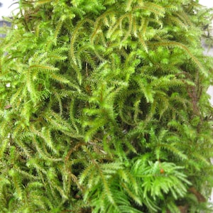 Moss Dry 1 Gallon Bag or 1 sq ft Sheet Moss or Dry Shag Moss, Beautiful Green Moss, Sheet moss, green sheet moss,