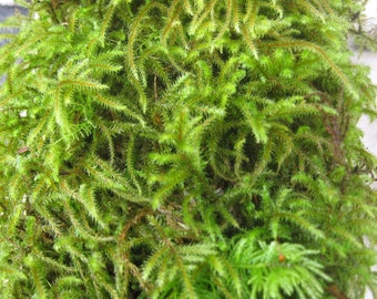 Moss Dry 1 Gallon Bag or 1 sq ft Sheet Moss or Dry Shag Moss, Beautiful Green Moss, Sheet moss, green sheet moss,