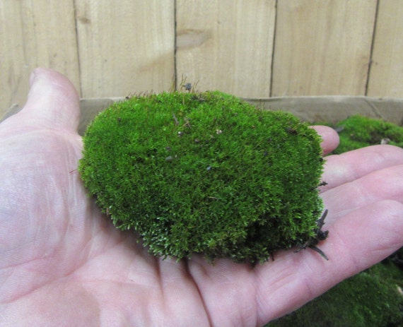 Cushion Moss, Live moss, Great for Terrariums & Weddings and other creations! Sheet moss, live sheet moss, green sheet moss