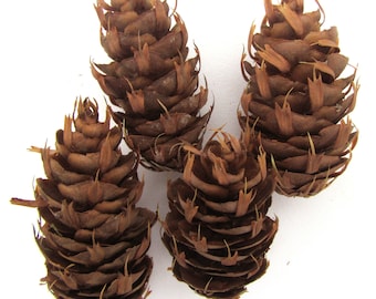 Douglas Fir Cones- 25 Pieces