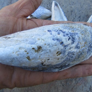 May include: A large, light blue seashell with a rough, textured surface and dark blue and brown markings. The shell is held in a hand.