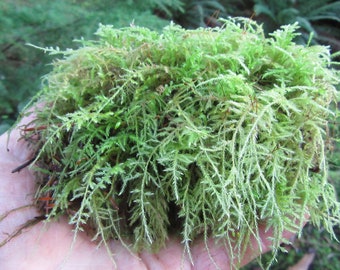 Moss Tree 1-quart bag Live Moss, Beautiful Green Fresh Tree, Sheet moss, live sheet moss, green sheet moss, live moss,
