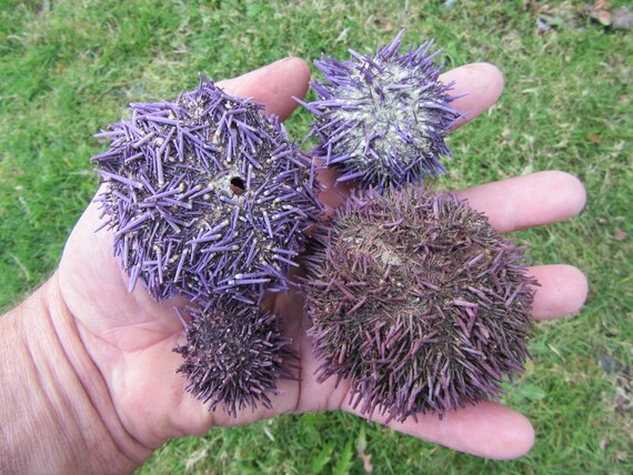 4 Spiny Purple Urchin Shells All Natural Planter Without Etsy