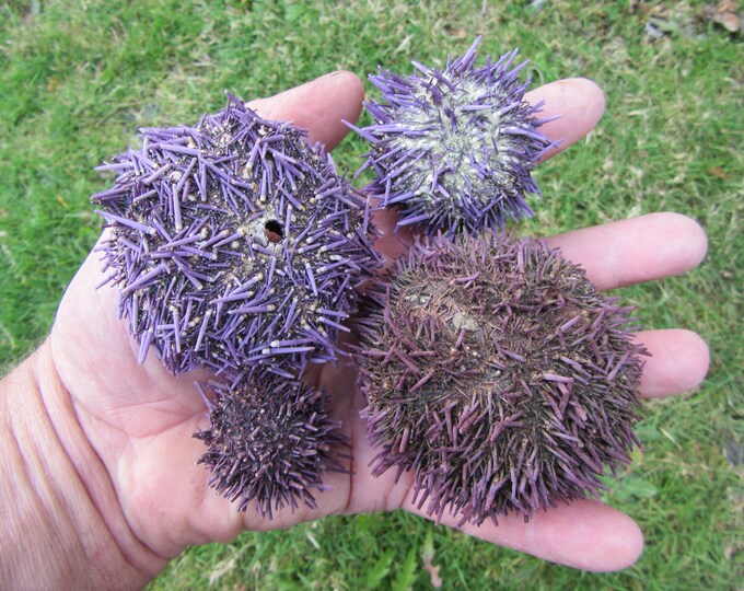 4 Spiny Purple Urchin Shells, All Natural, Planter Without Plants Shell ...