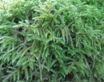 Moss Dry Sheet Moss or Dry Shag Moss, Beautiful Green Moss. Sheet moss, green sheet moss,