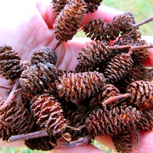 May include: A close-up of a hand holding a collection of brown and gray dried pine cones. The cones are arranged in a cluster, with some of the stems visible.
