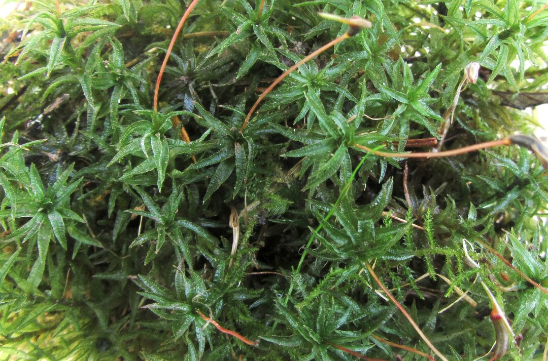 Juniper Hair Cap Moss 1quart Bag Etsy