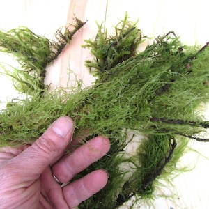 May include: A large clump of green moss with a hand holding a portion of it. The moss is long and stringy, and appears to be fresh.