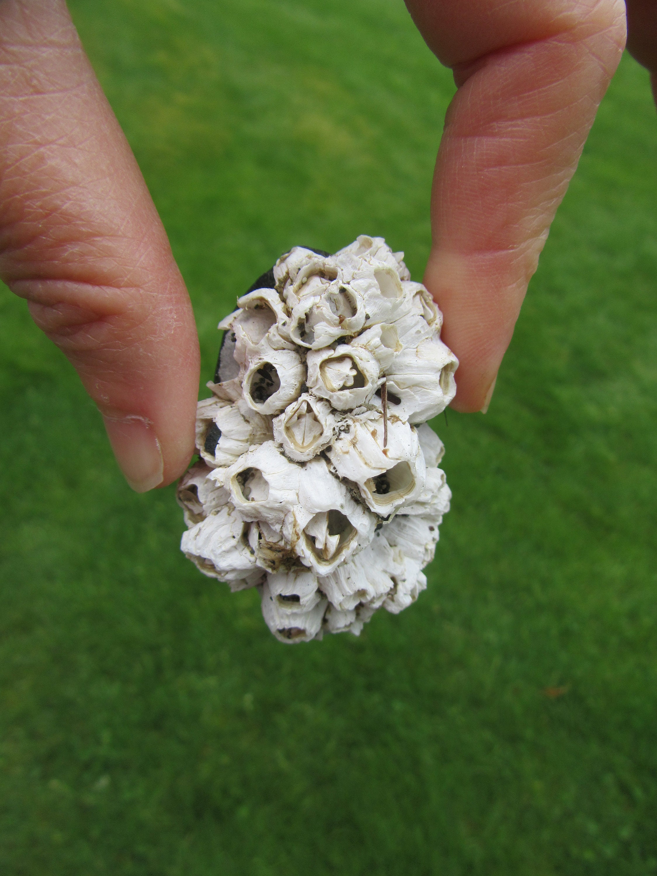 Barnacle Rock, Beach Rocks, Ocean Rock, Rocks for Your Aquarium ...