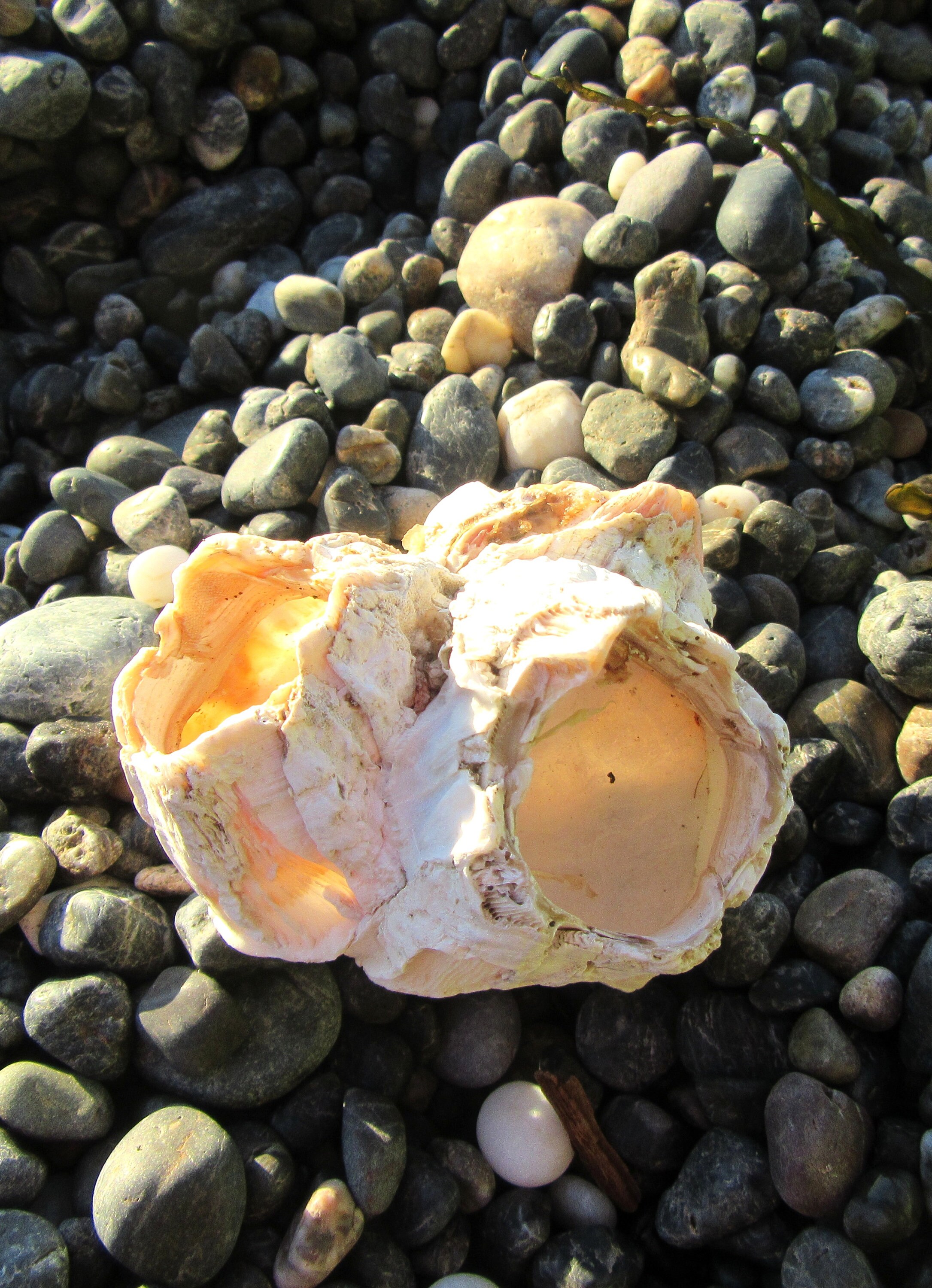 5 Double Barnacles, Planter Without Plants Shell, Natural Coral ...