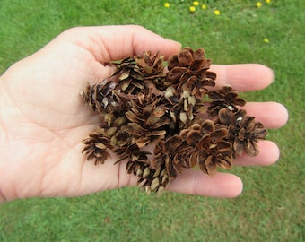 Hemlock Cones- 100 Pieces Mini pinecones
