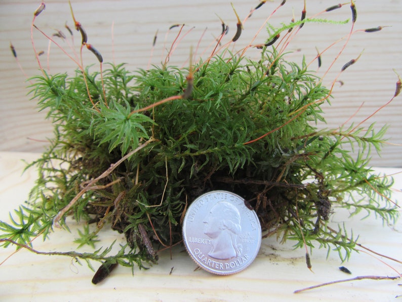 Hair Cap Moss 1quart Bag Etsy
