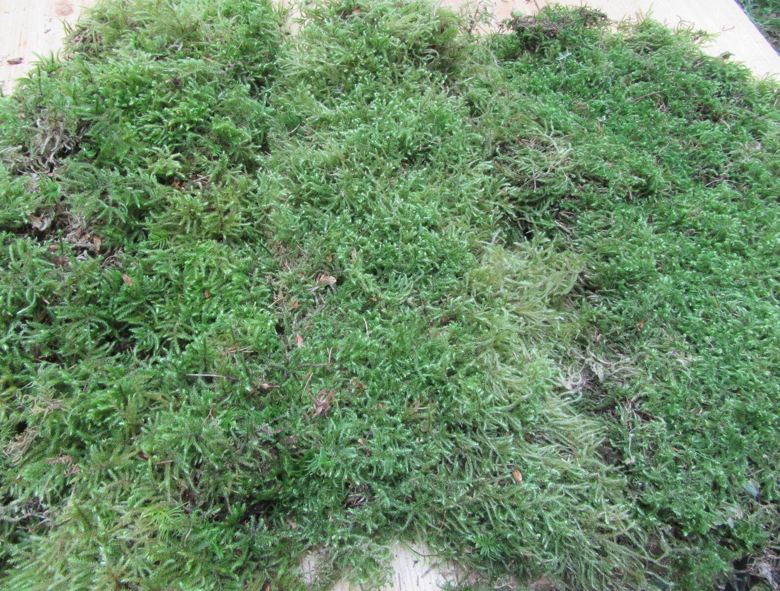 Sheet Moss 1 sq. ft. Live Moss sheet moss live sheet moss Etsy