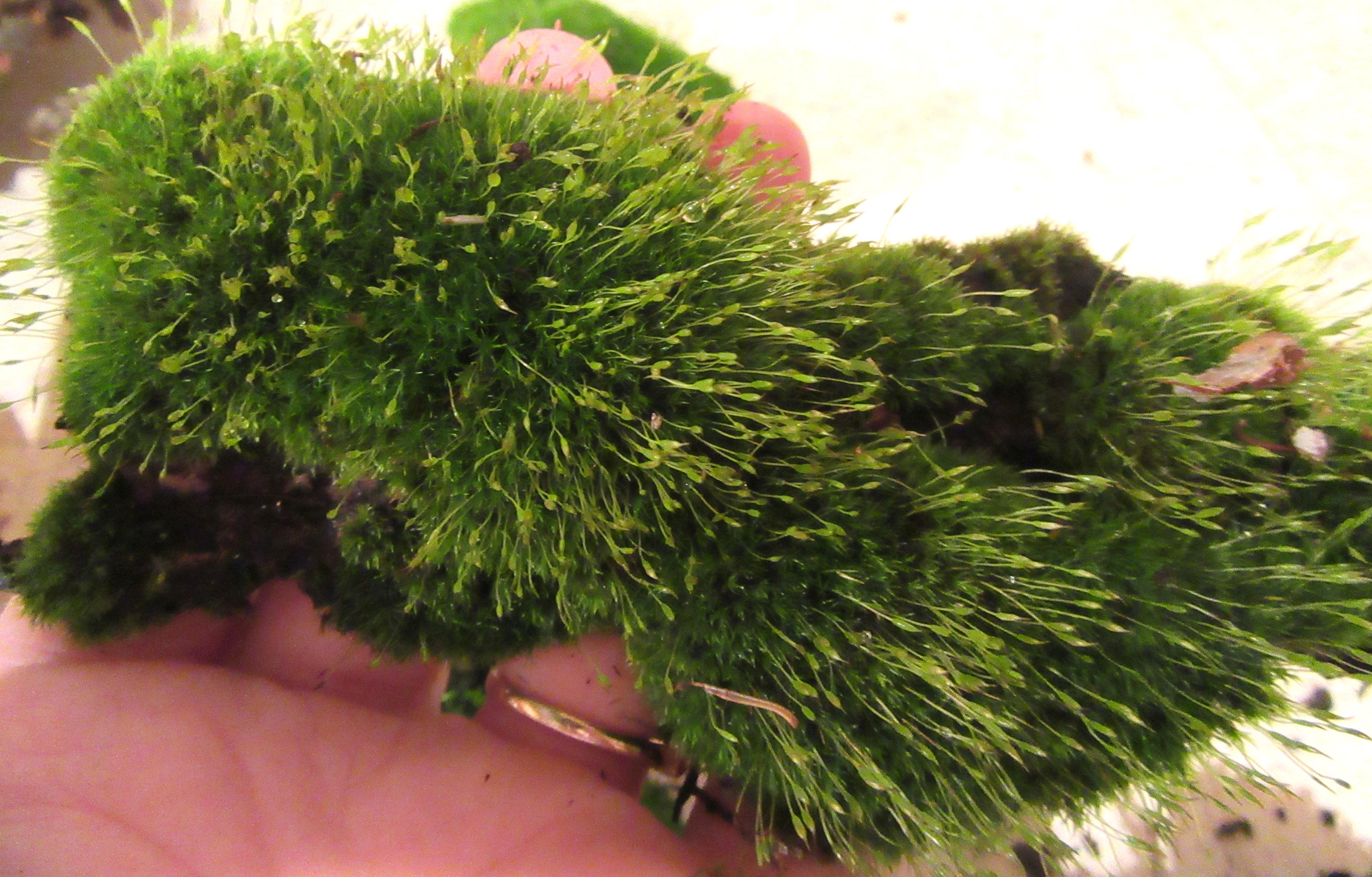 Assorted smaller mosses, 1 Quart bag Of Live Bun Moss, Immature Mood Moss, Cushion  Moss for Terrariums!