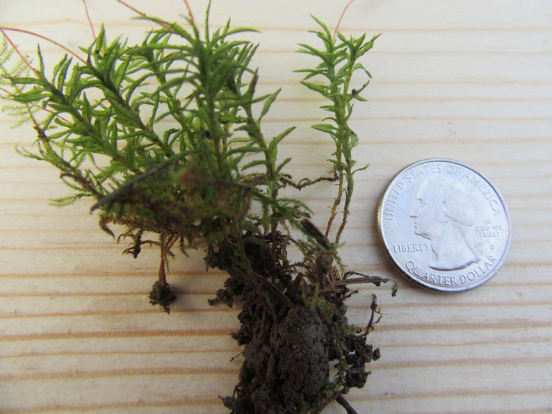 Hair Cap Moss 1quart Bag Etsy