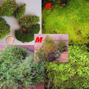 May include: Assortment of preserved moss samples labeled with letters H, G, M, L, and N. The moss is a variety of shades of green and appears to be in a natural state.