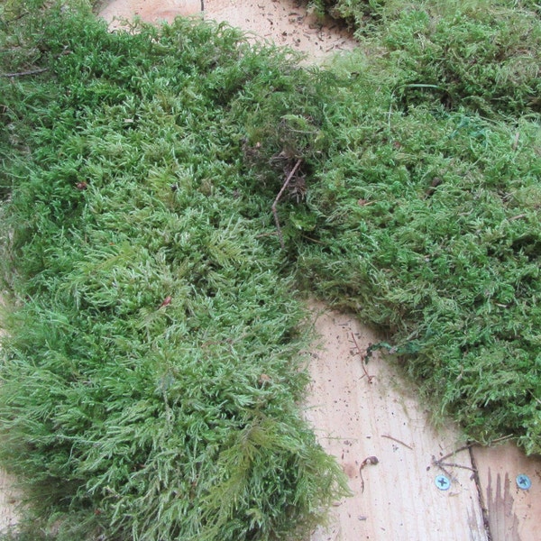 Moss Dry 1 Gallon Bag or 1 sq ft of Tree Moss, Beautiful Green lush Tree moss, Sheet moss,sheet moss, green sheet moss